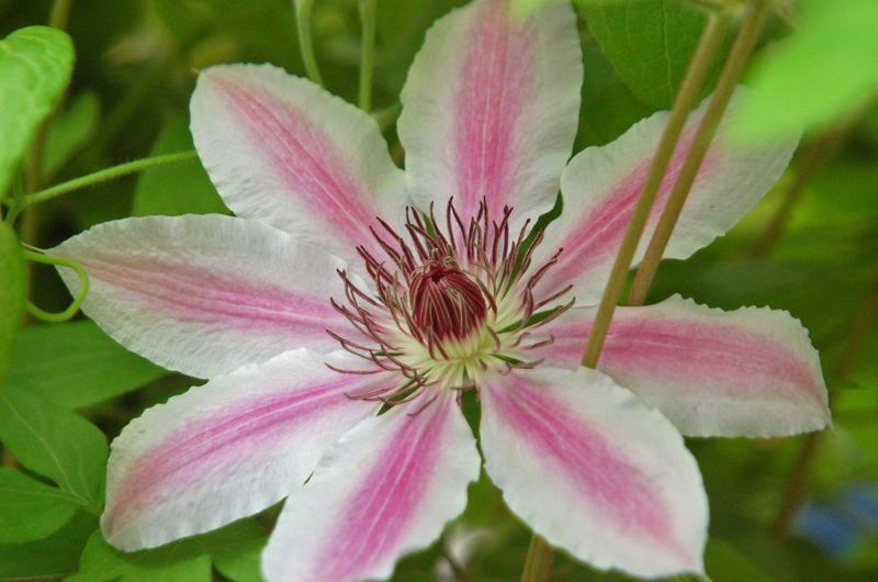 In voller Blüte...