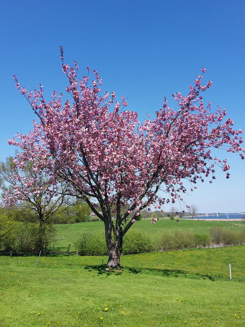 In voller Blüte.