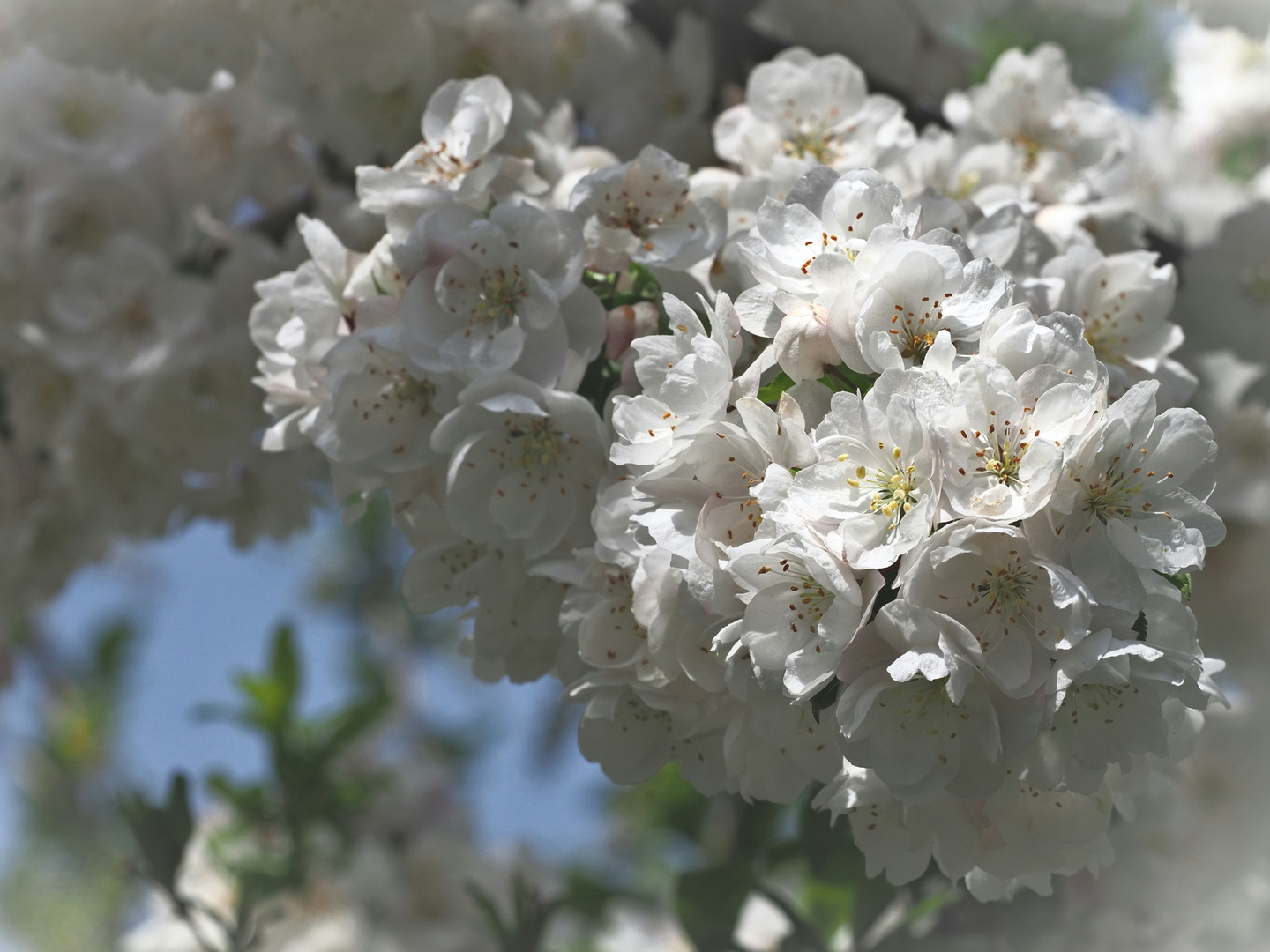 In voller Blüte!