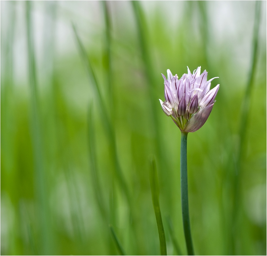 in voller Blüte