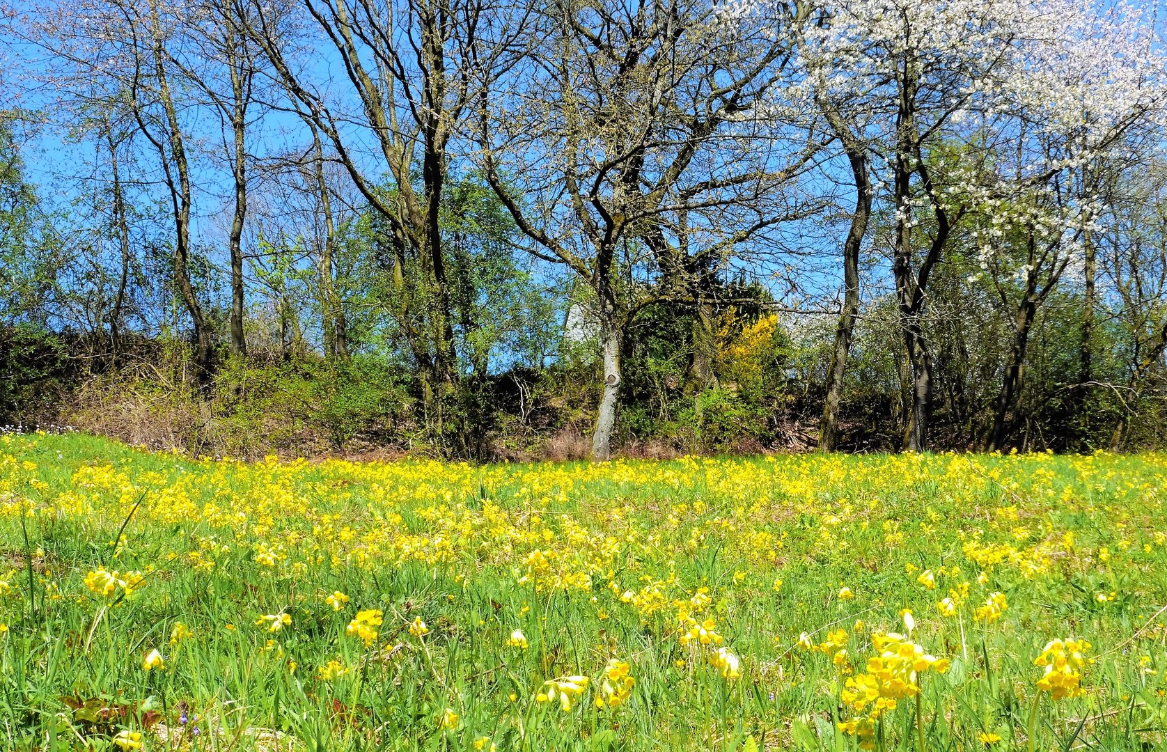 In voller Blüte...