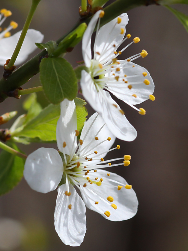 in voller Blüte