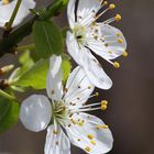 in voller Blüte