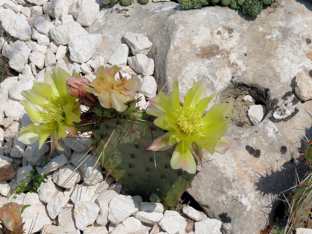 In voller Blüte