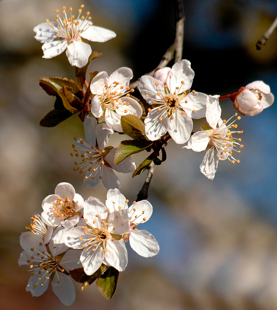 in voller Blüte