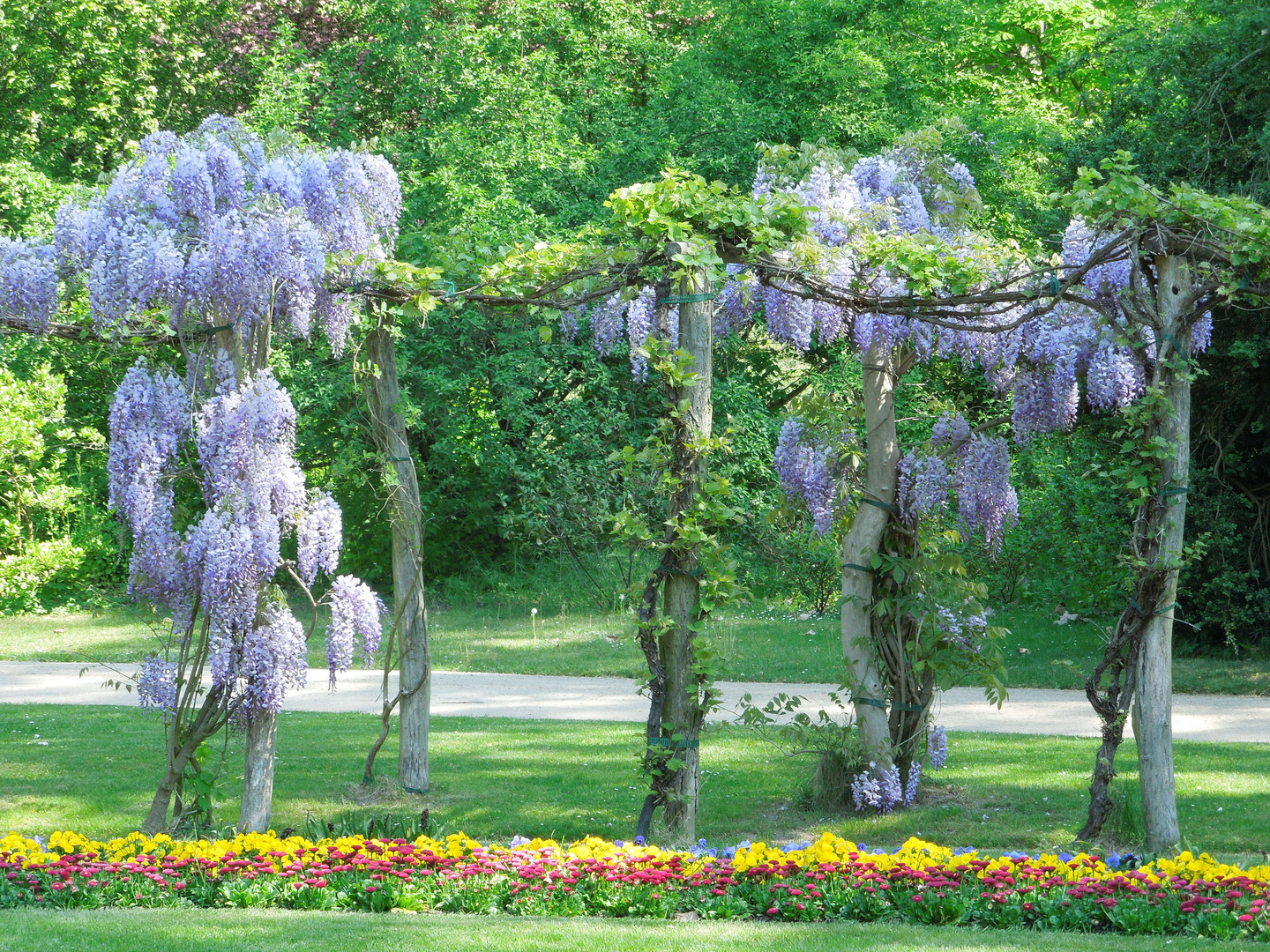 In voller Blüte