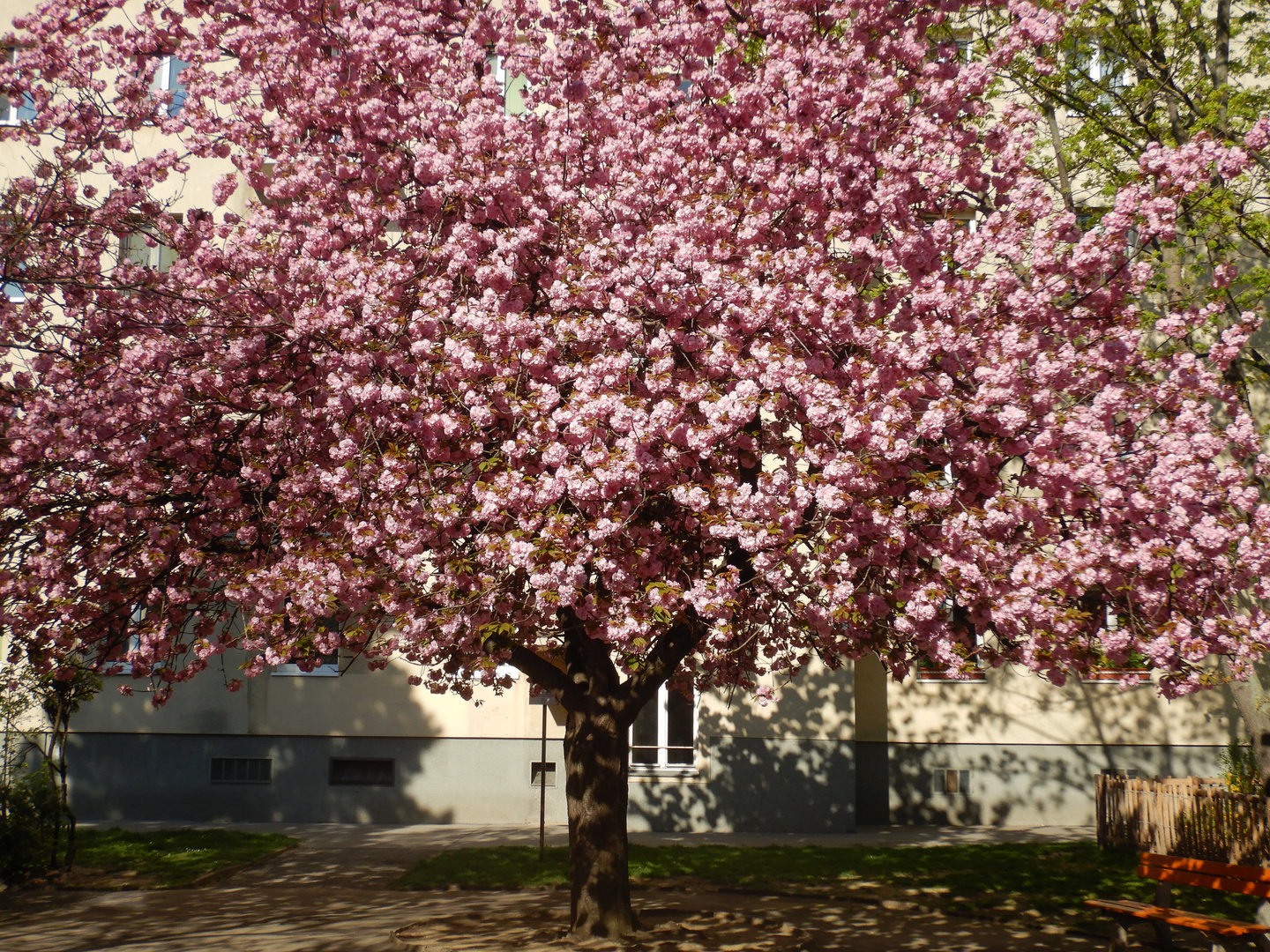 In voller Blüte