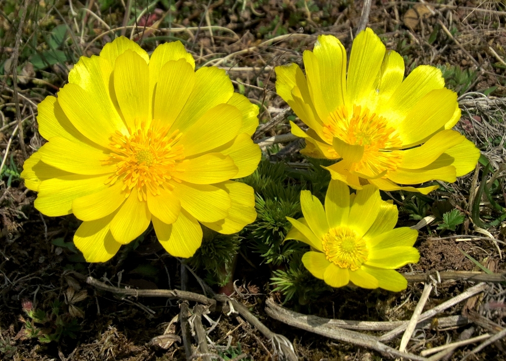 In voller Blüte...