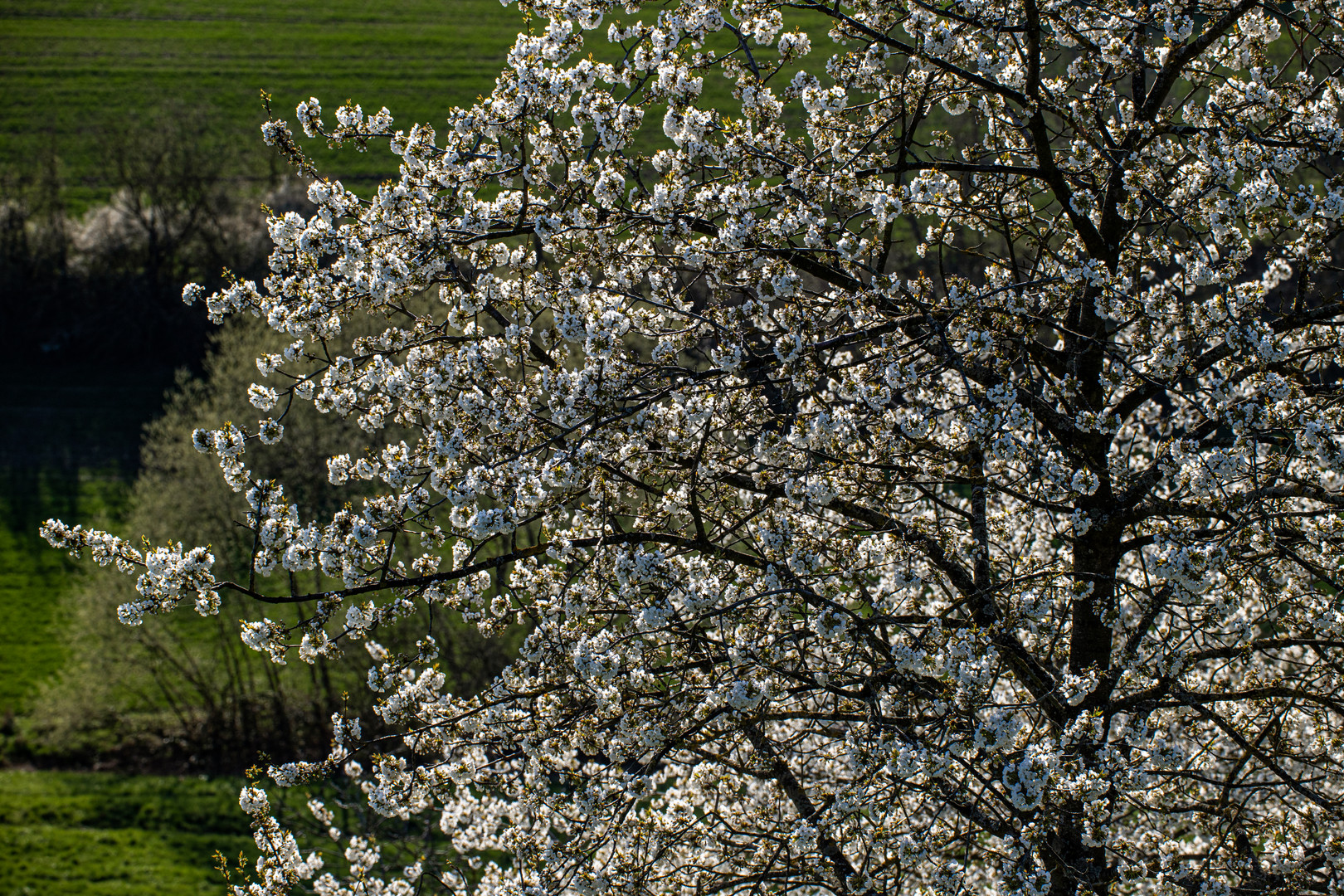 In voller Blüte