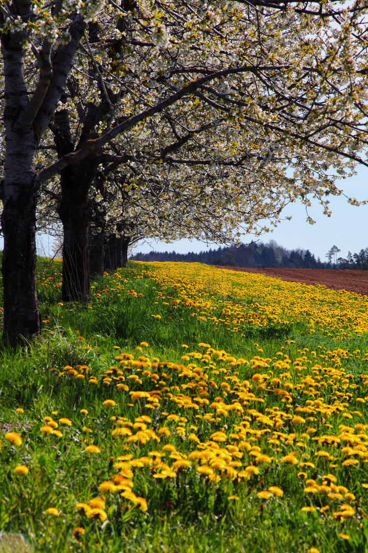 In voller Blüte