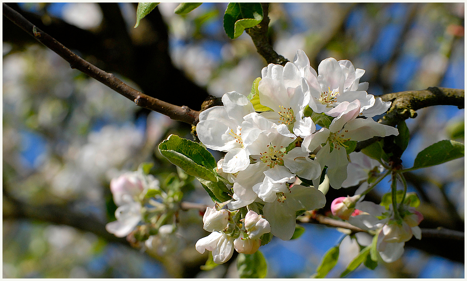 In voller Blüte 