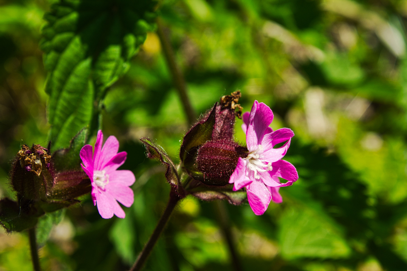 In voller Blüte