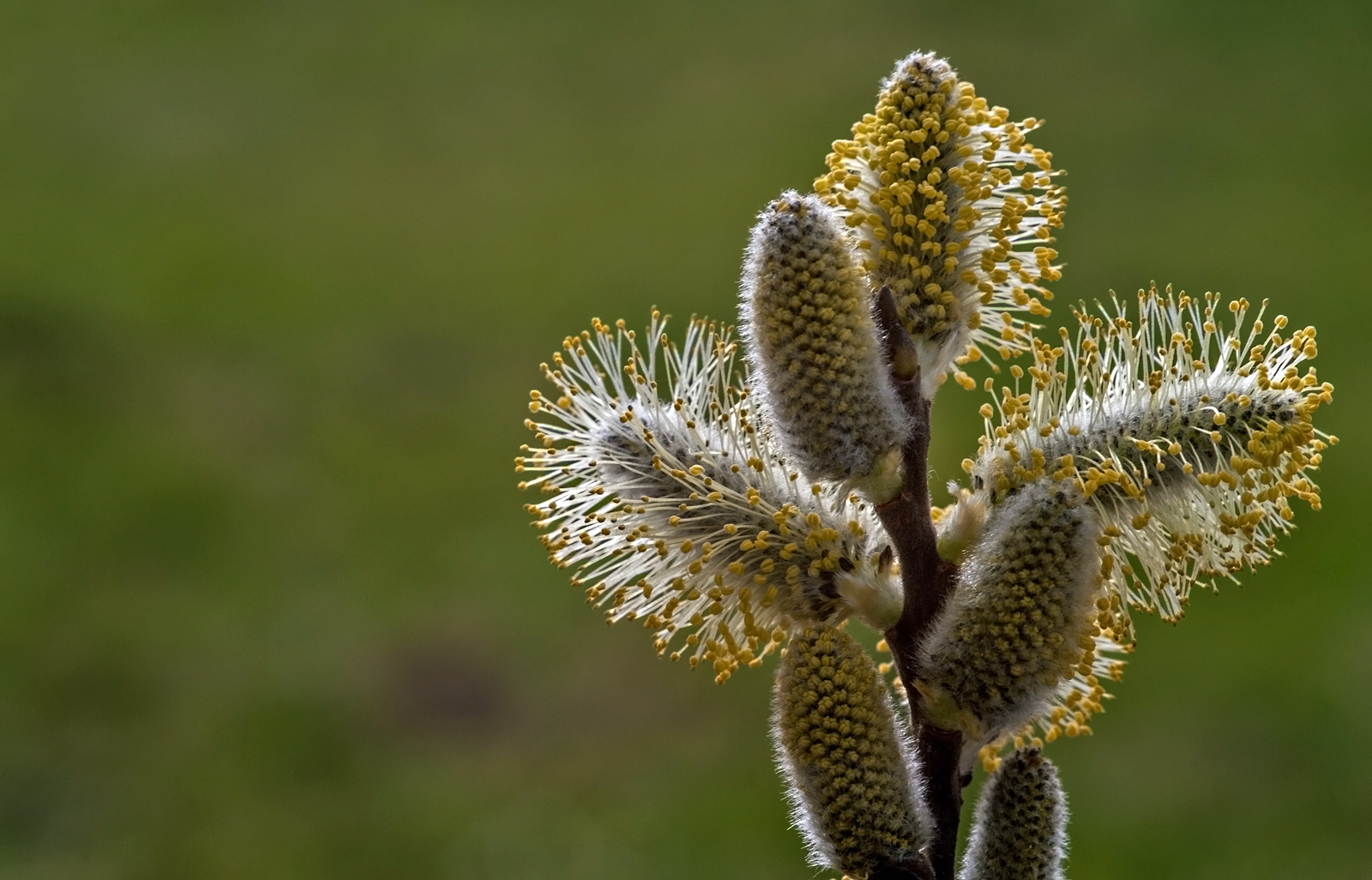 In voller Blüte