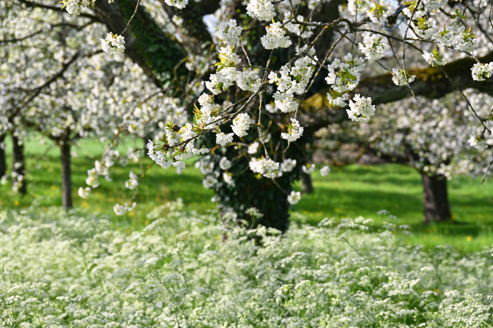 in voller Blüte