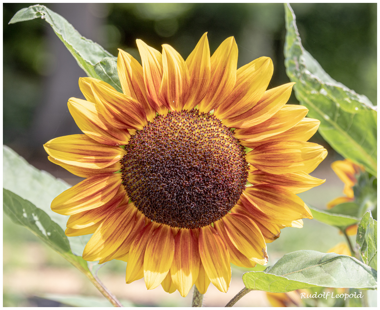 In voller Blüte