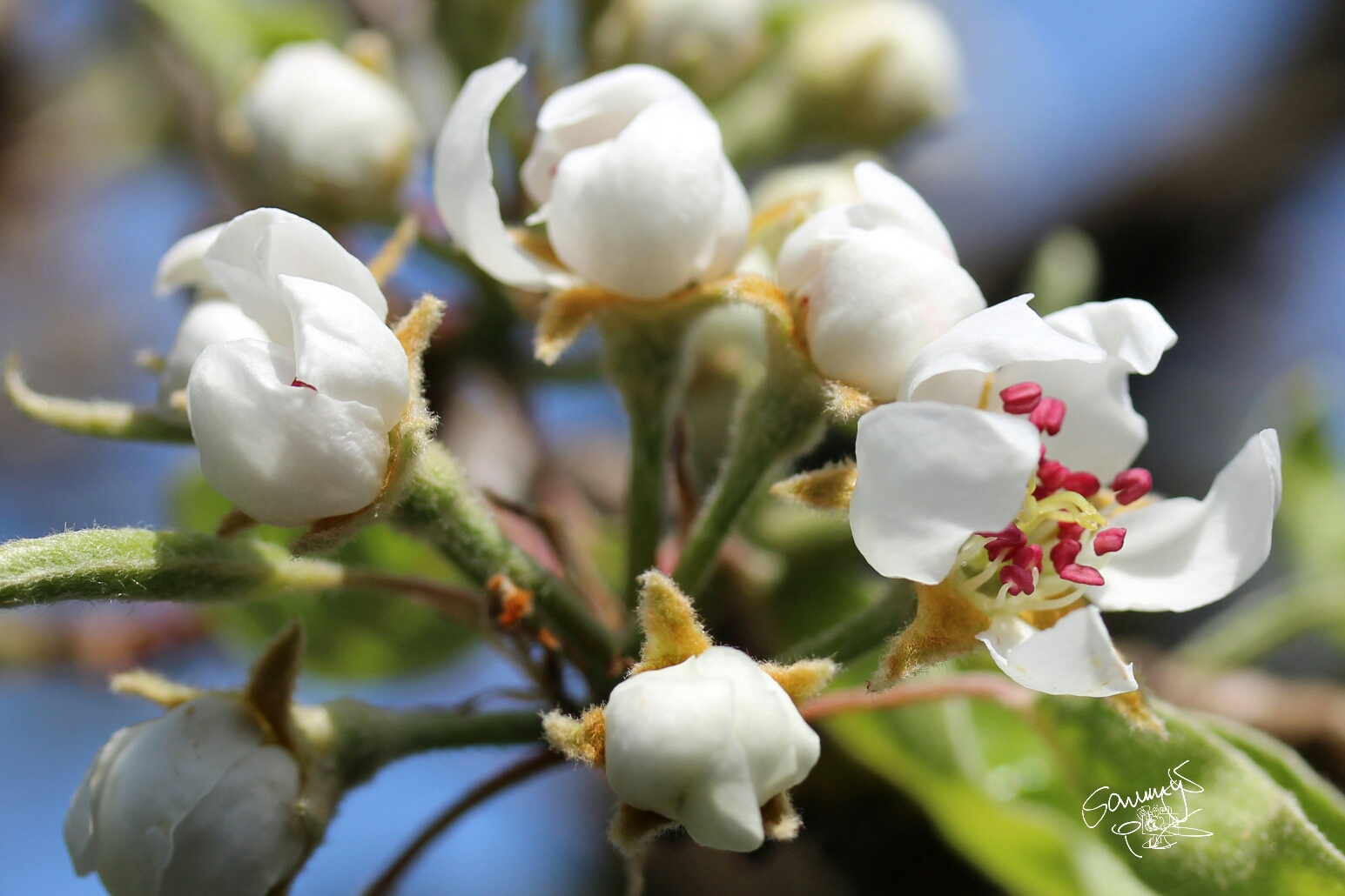 In voller Blüte