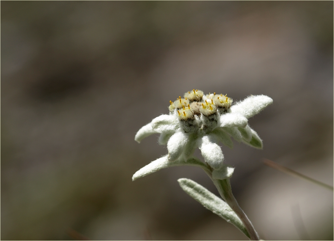 In voller Blüte