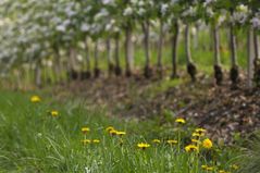 in voller Blüte