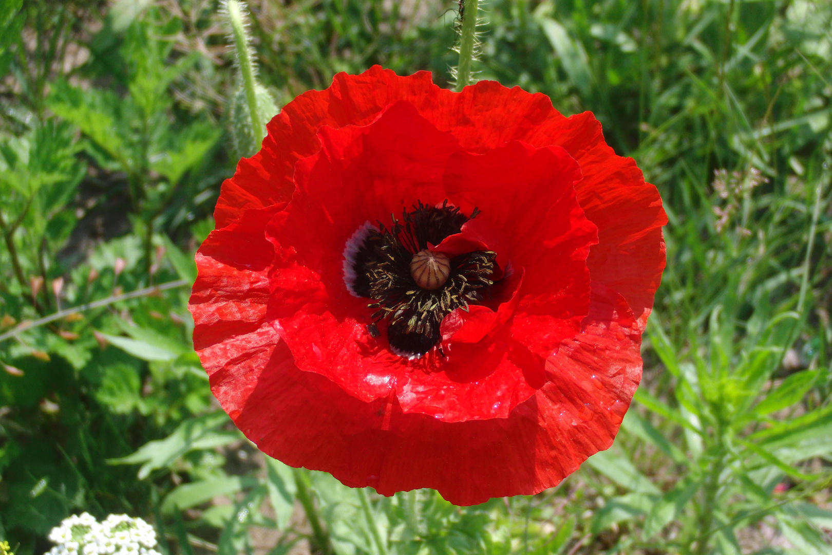 In voller Blüte !