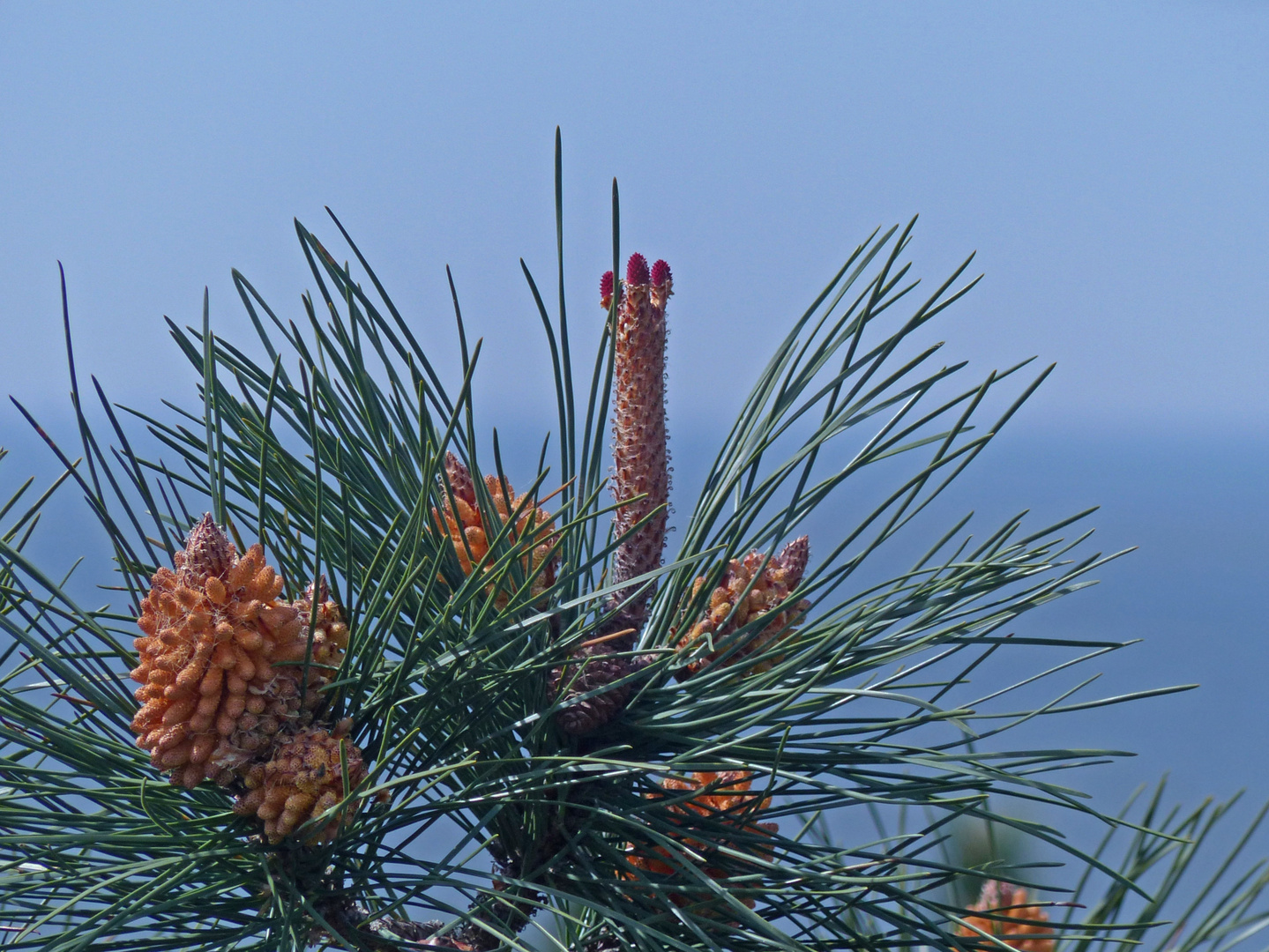 in voller Blüte