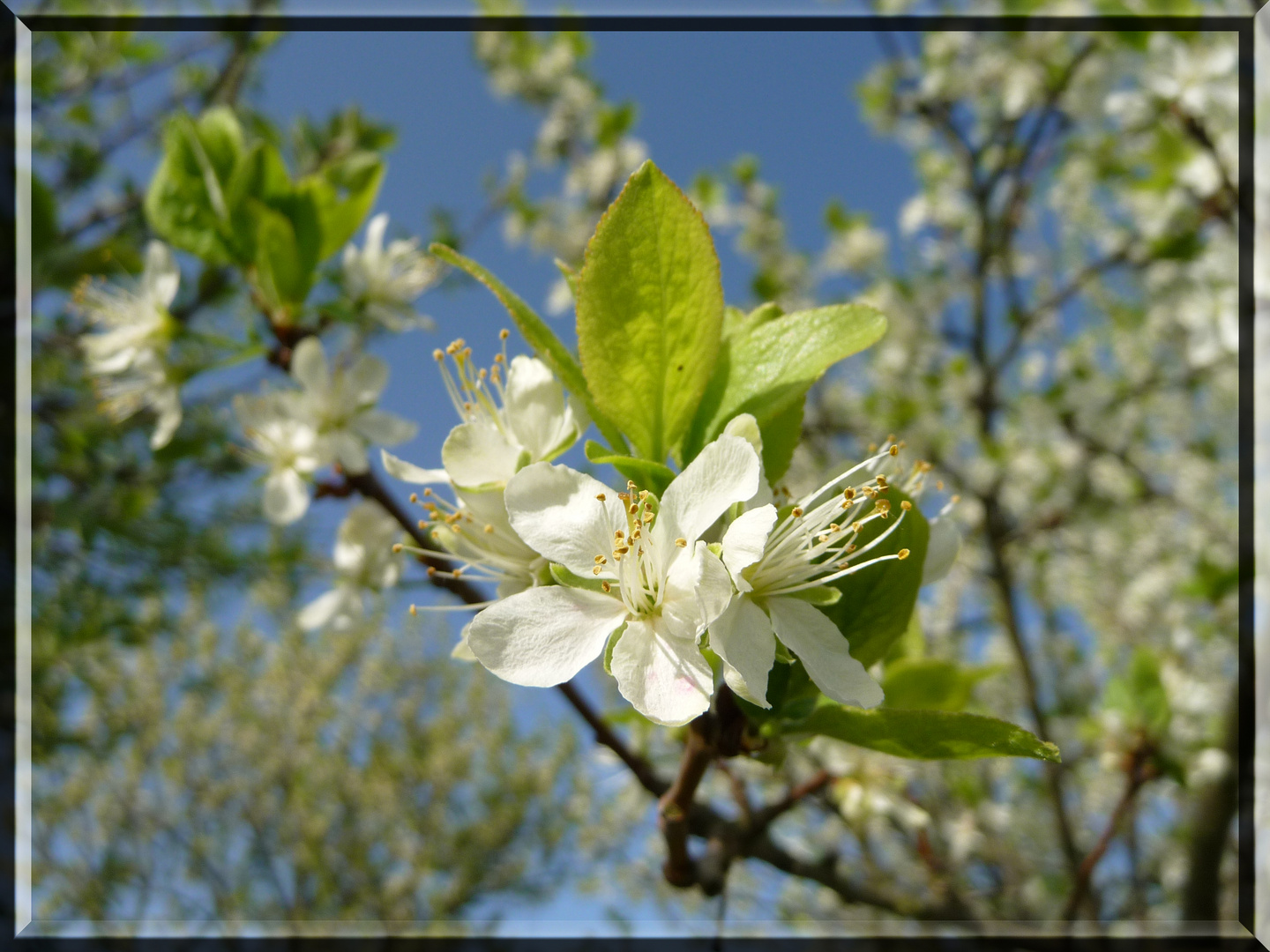 In voller Blüte