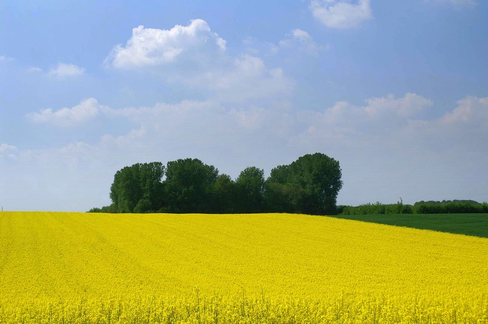 In voller Blüte