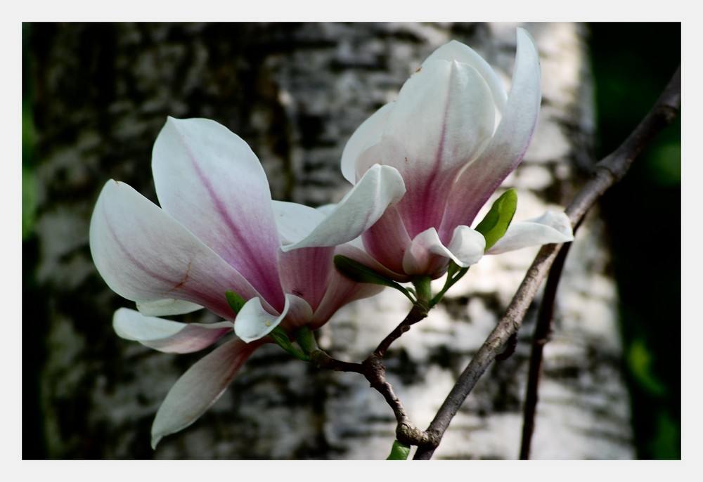 In voller Blüte