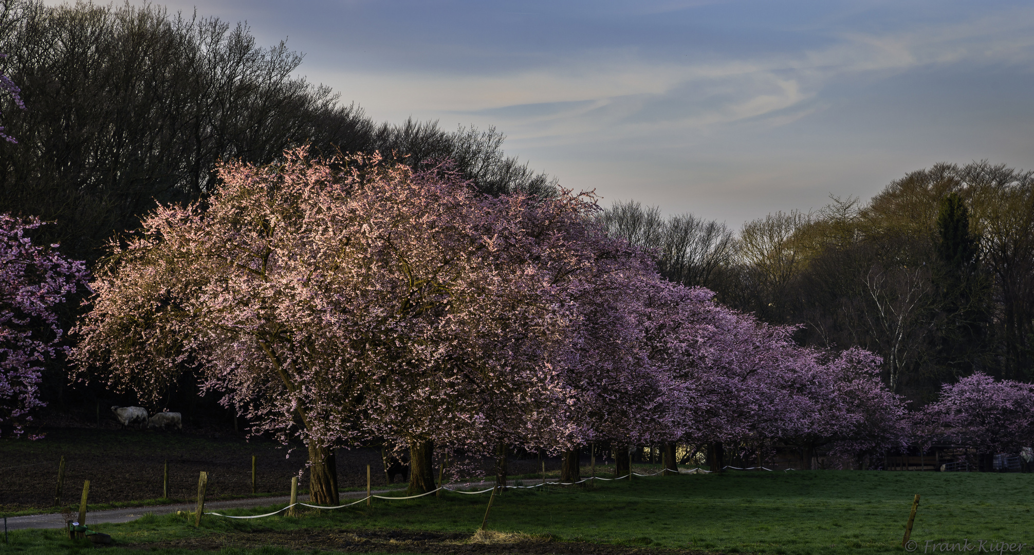 In voller Blüte