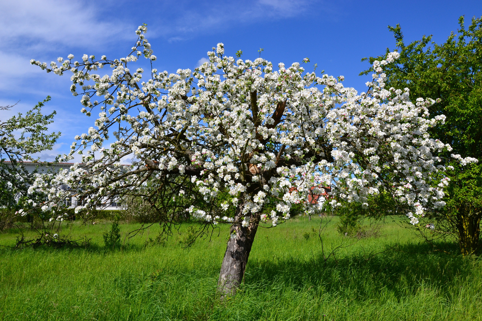 in voller Blüte