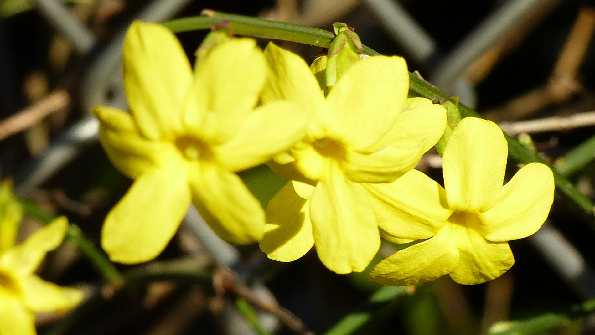 in voller blüte