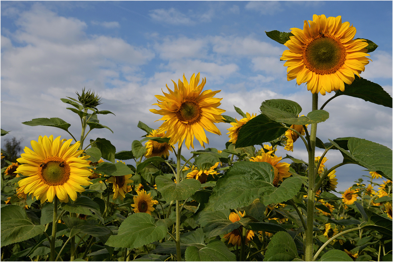 In voller Blüte