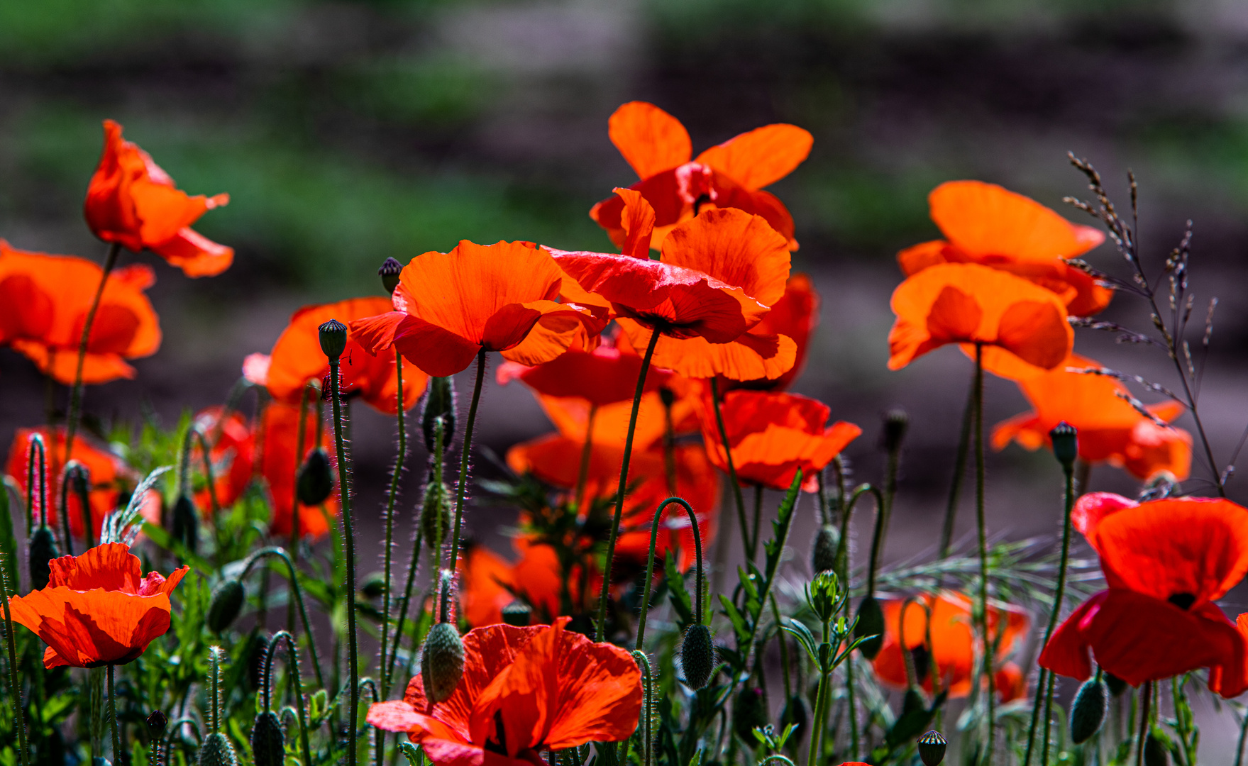 In voller Blüte