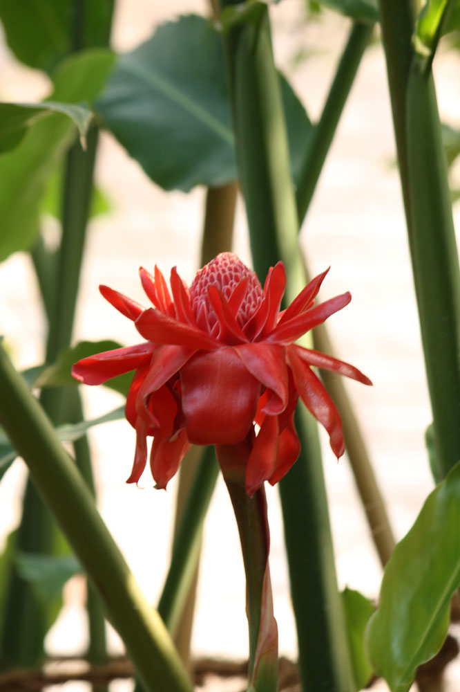 in voller Blüte im Dschungel