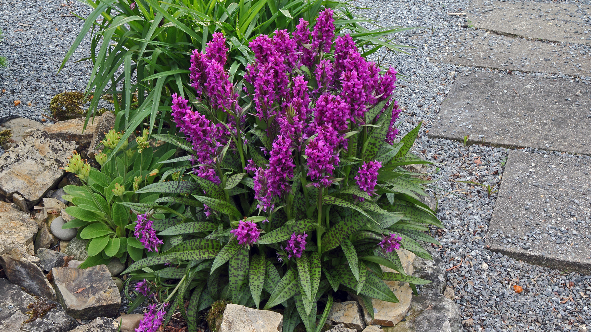 In voller Blüte ist Dactylorhiza majalis  noch ein Stück gewachsen...