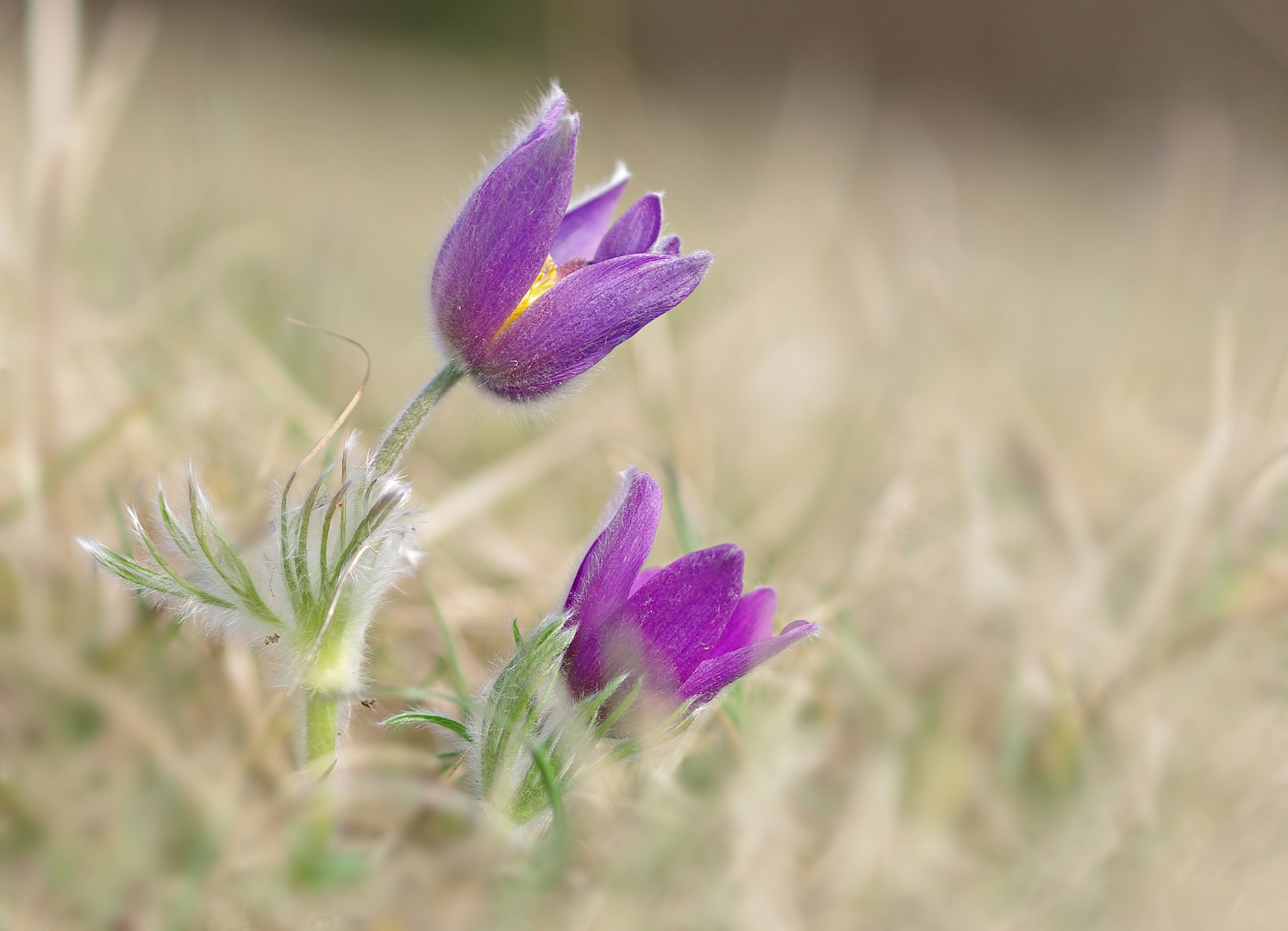 In voller Blüte - Küchenschellen auf der Schwäbischen Alb