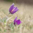 In voller Blüte - Küchenschellen auf der Schwäbischen Alb