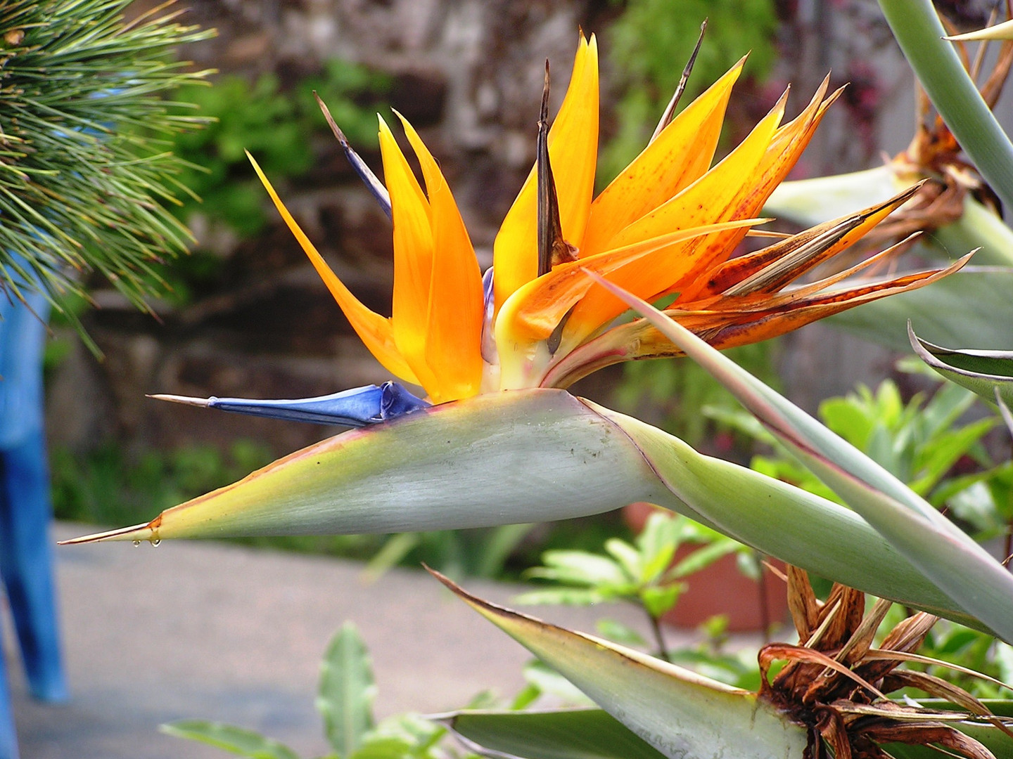 in voller Blüte Paradiesvogelblume