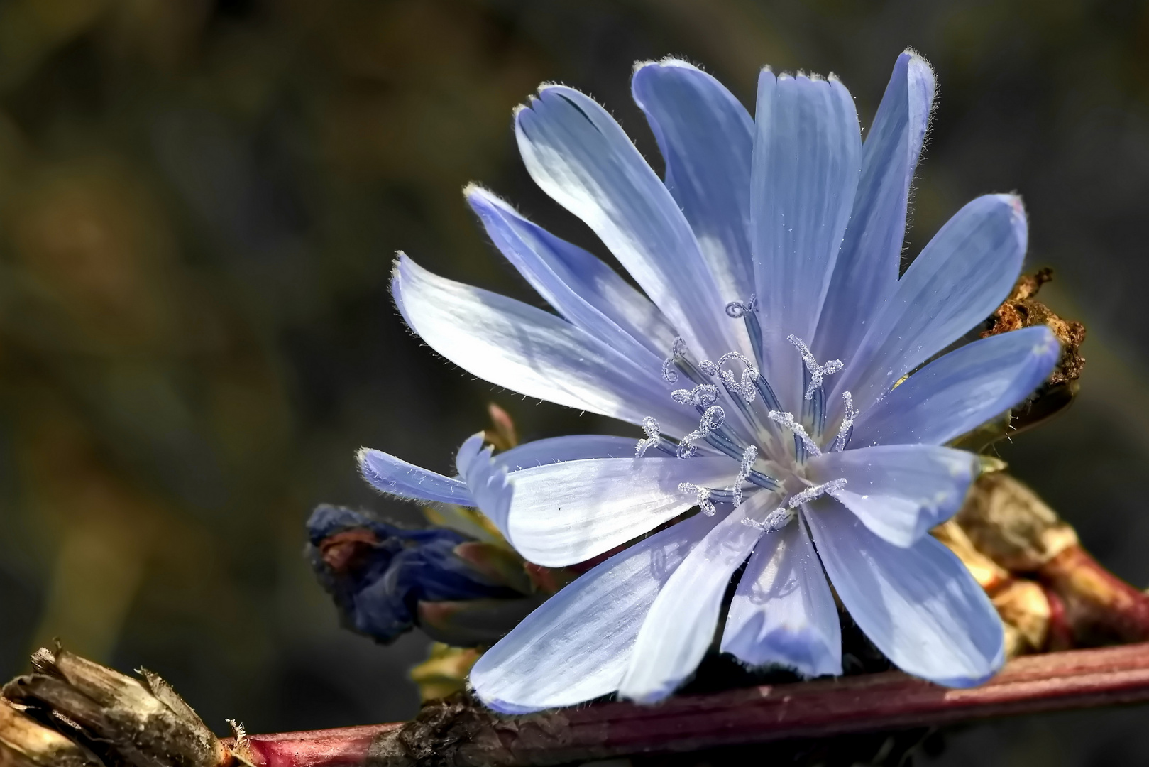 in voller Blüte stehende Wegwarte 