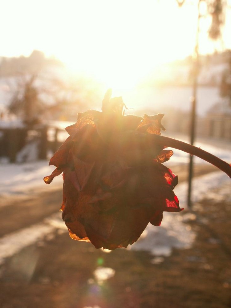 ...in voller blüte vom hauch des winters erfaßt.....