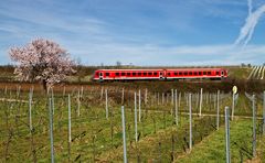 In voller Blütenpracht