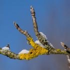 In voller Erwartung auf den Frühling um neu zu erblühen