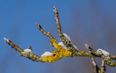 In voller Erwartung auf den Frühling um neu zu erblühen