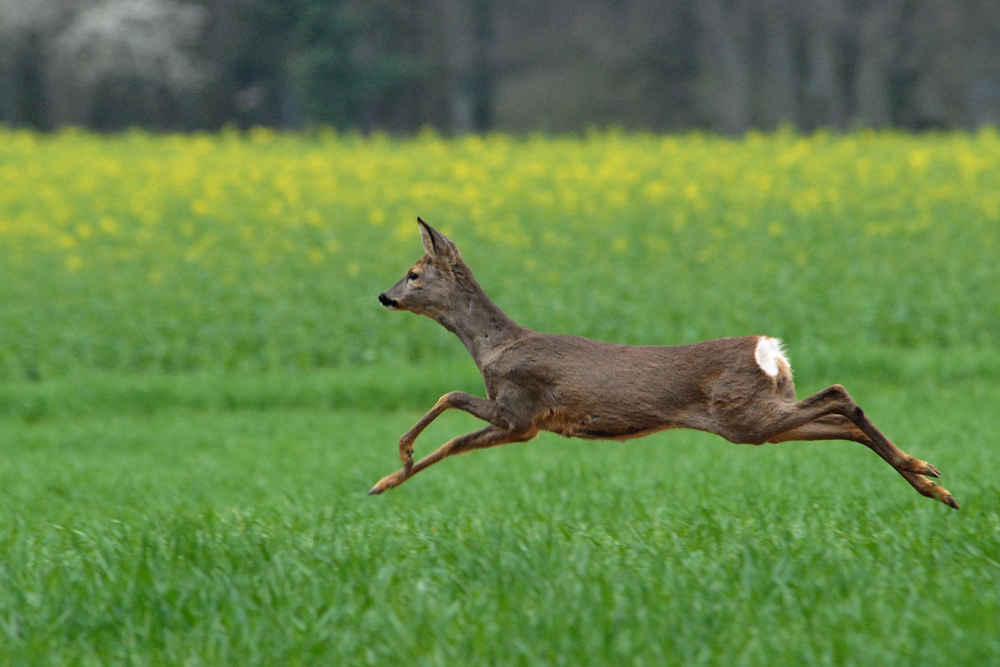 In voller Flucht ...