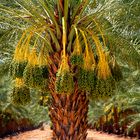 ...in voller Pracht...