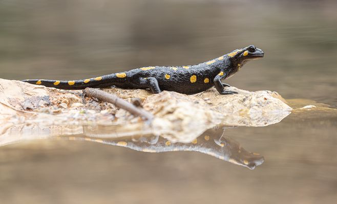 *** In voller Schönheit ***