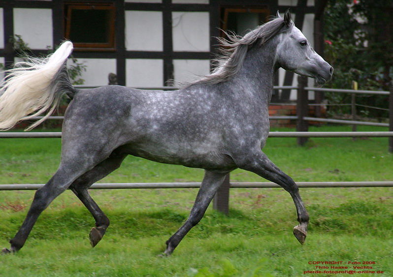 In voller Trab-Bewegung