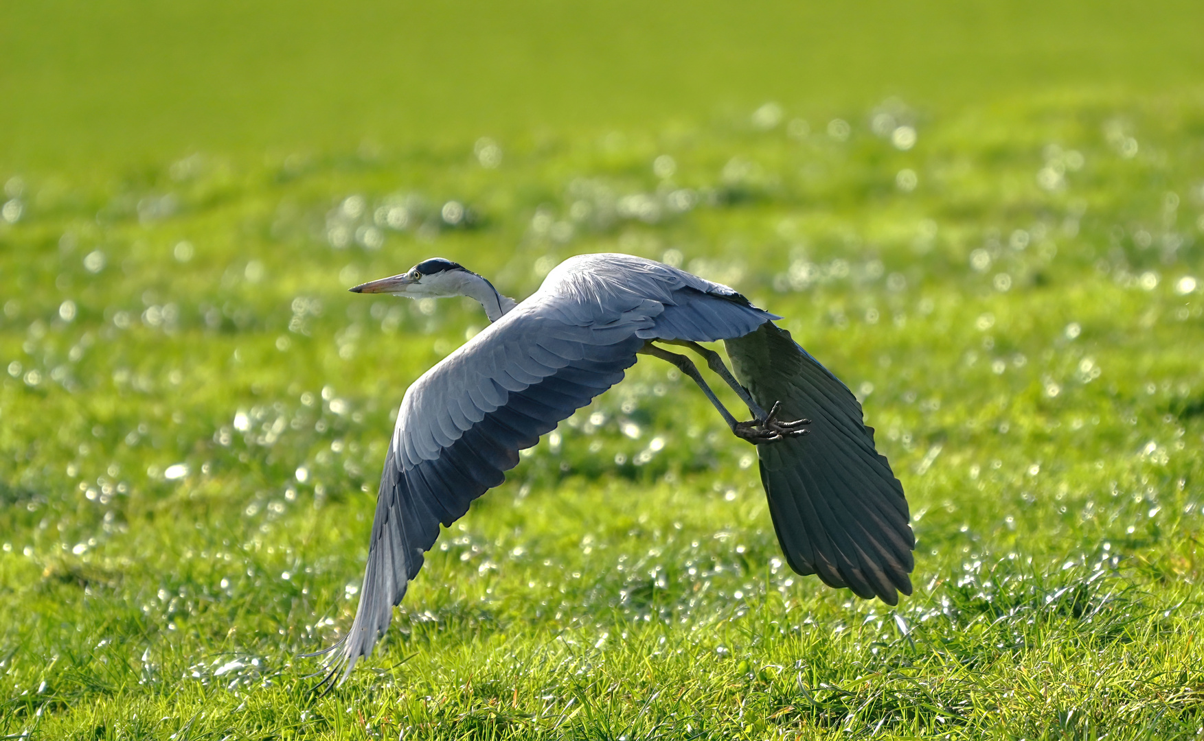 In Volo