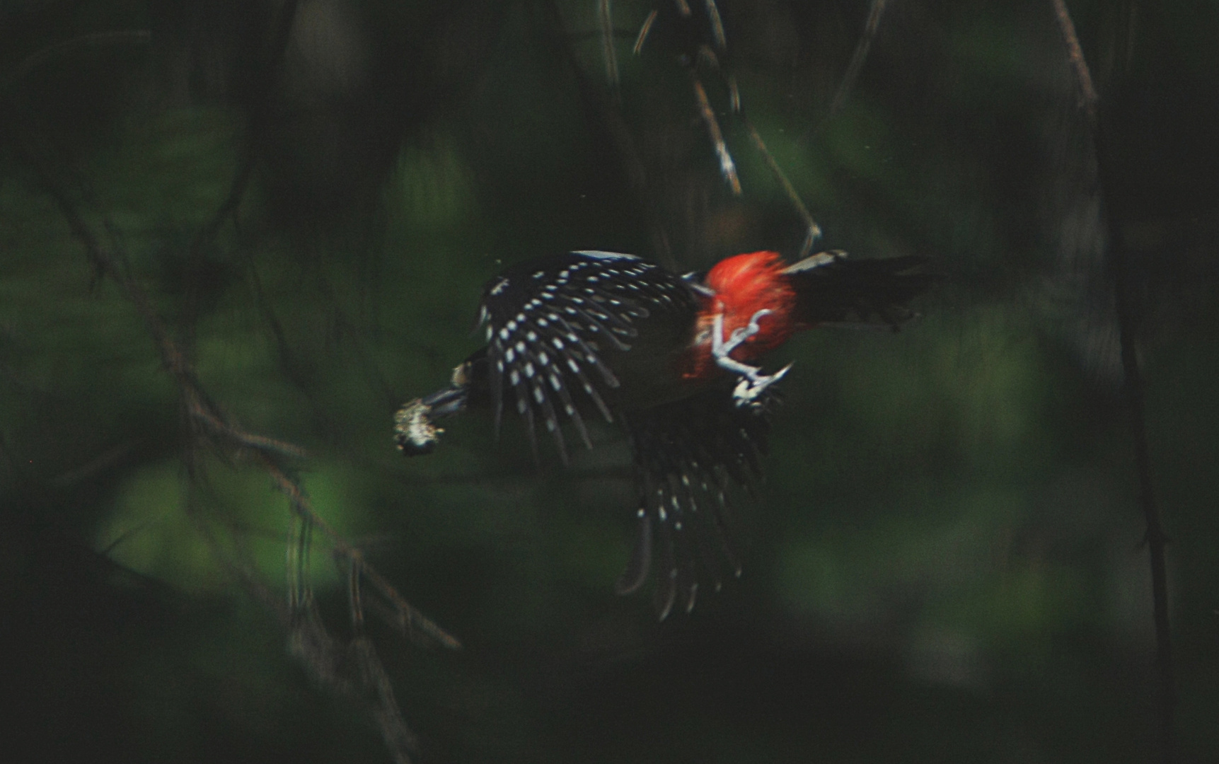 in volo