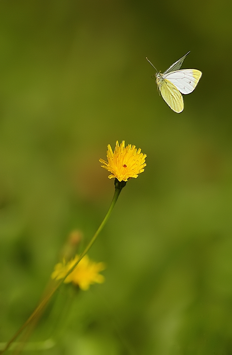 In volo