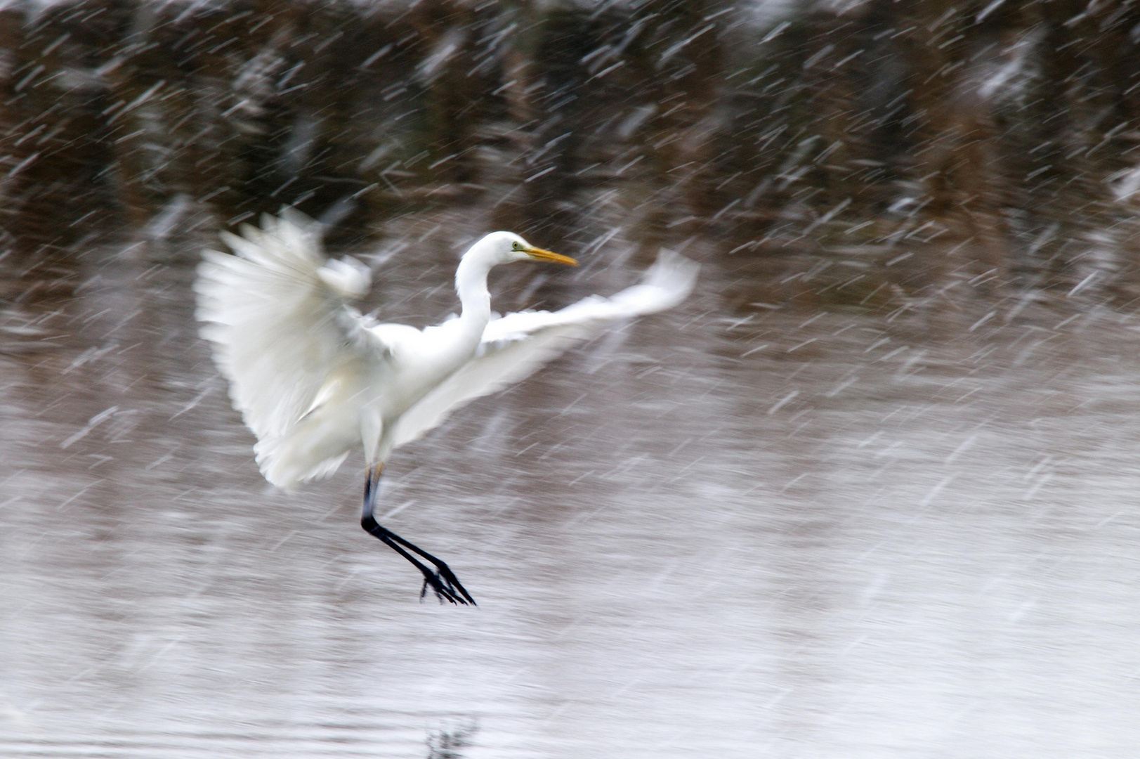 In volo